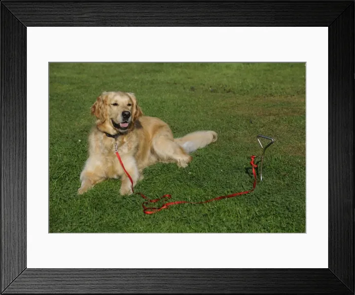 Framed Print : Golden Retriever Dog - tied to stake in ground Framed Print : Golden Retriever Dog - tied to stake in ground