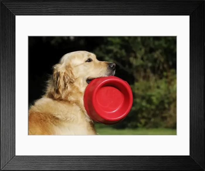 Framed Print : Golden Retriever Dog - holding bowl outside Framed Print : Golden Retriever Dog - holding bowl outside