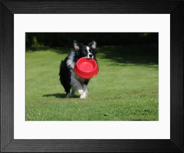 Framed Print : Border Collie Dog - holding bowl outside Framed Print : Border Collie Dog - holding bowl outside