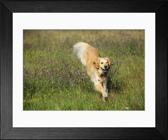 Framed Print : Golden Retriever Dog - running through field Framed Print : Golden Retriever Dog - running through field