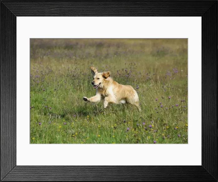 Framed Print : Golden Retriever Dog - running through field Framed Print : Golden Retriever Dog - running through field