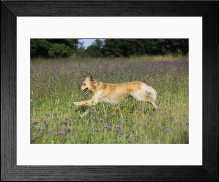 Framed Print : Golden Retriever Dog - running through field Framed Print : Golden Retriever Dog - running through field