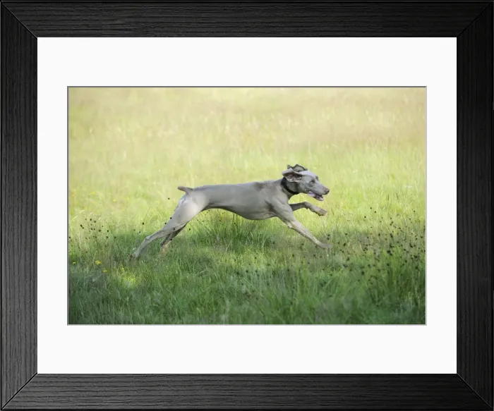 Framed Print : Weimaraner Dog - running through field Framed Print : Weimaraner Dog - running through field