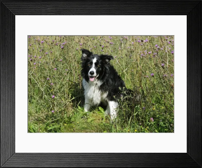 Framed Print : Border Collie Dog Framed Print : Border Collie Dog