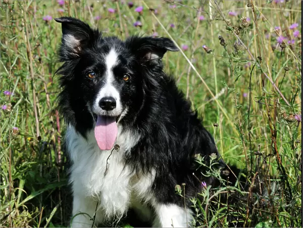 Border Collie Dog - with tongue out