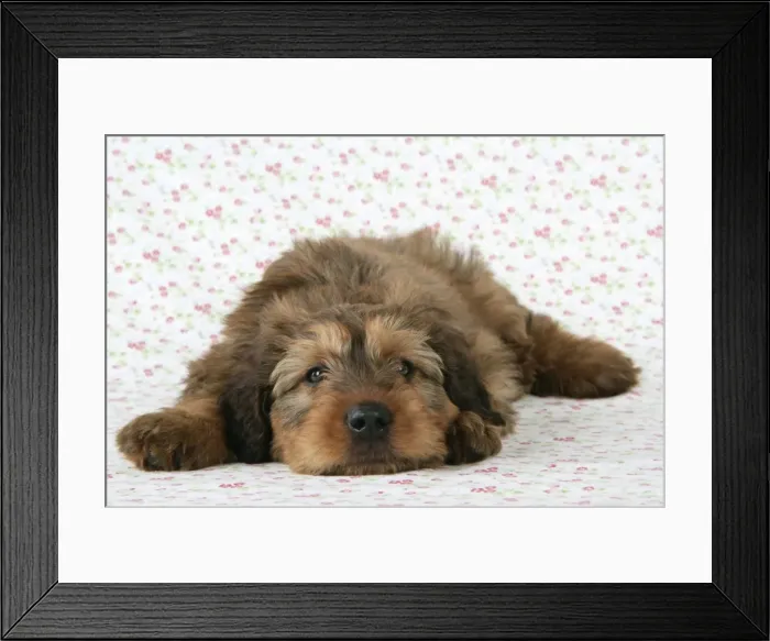 Framed Print : Briard Dog - puppy laying down with flower background Framed Print : Briard Dog - puppy laying down with flower background