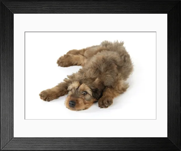 Framed Print : Briard Dog - puppy laying down Framed Print : Briard Dog - puppy laying down