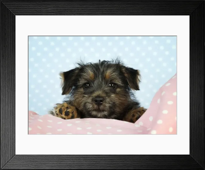 Framed Print : Norfolk Terrier Dog - puppy Framed Print : Norfolk Terrier Dog - puppy