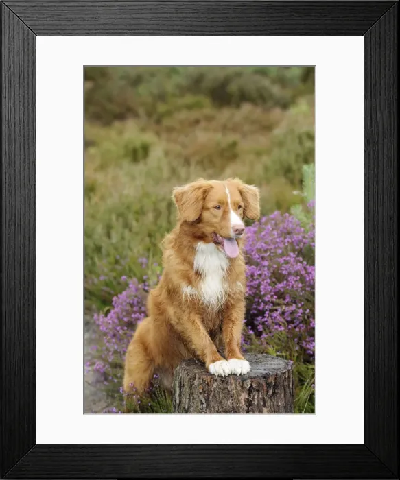 Framed Print : Dog. Nova Scotia Duck Tolling Retriever standing on tree stump Framed Print : Dog. Nova Scotia Duck Tolling Retriever standing on tree stump