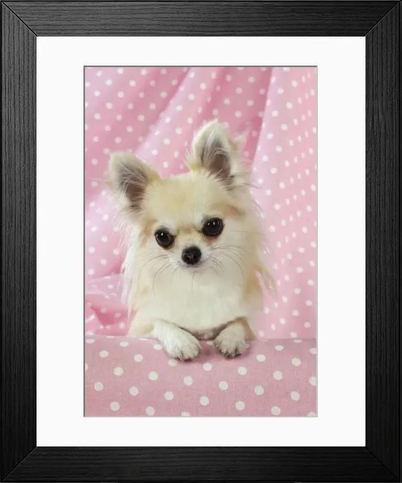 Framed Print : Chihuahua Dog Framed Print : Chihuahua Dog