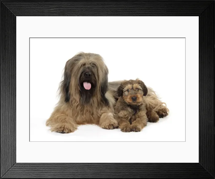 Framed Print : Briard Dog - puppy with parent Framed Print : Briard Dog - puppy with parent