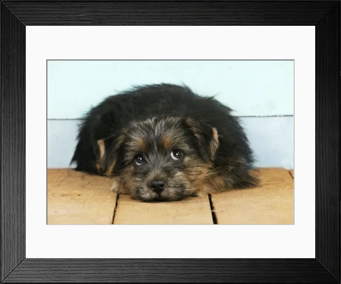 Framed Print : Norfolk Terrier Dog - puppy Digital Manipulation: changed background board colours