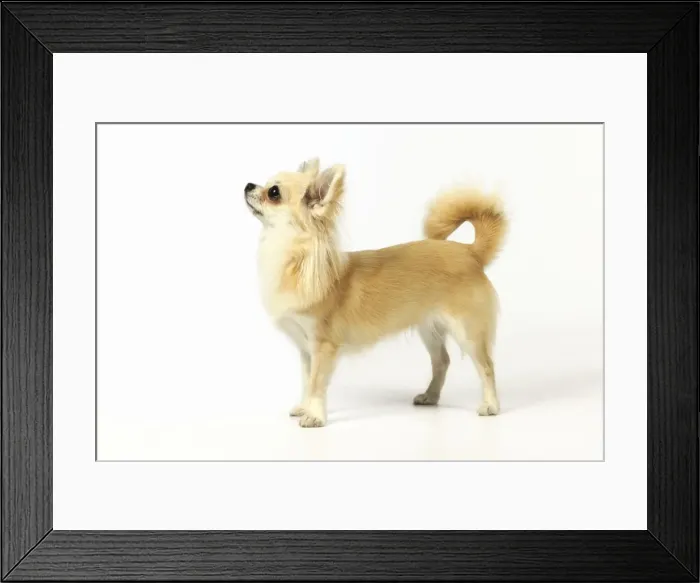 Framed Print : Chihuahua Dog Framed Print : Chihuahua Dog