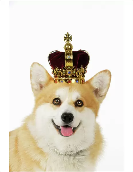 Welsh corgi Dog - wearing crown and pearls