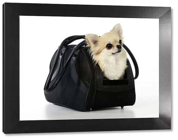 Chihuahua Dog - in carry bag