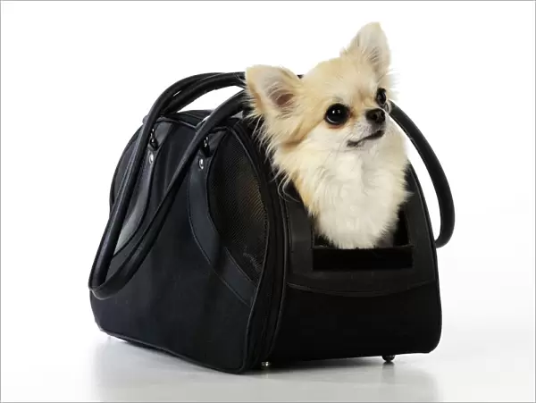Chihuahua Dog - in carry bag