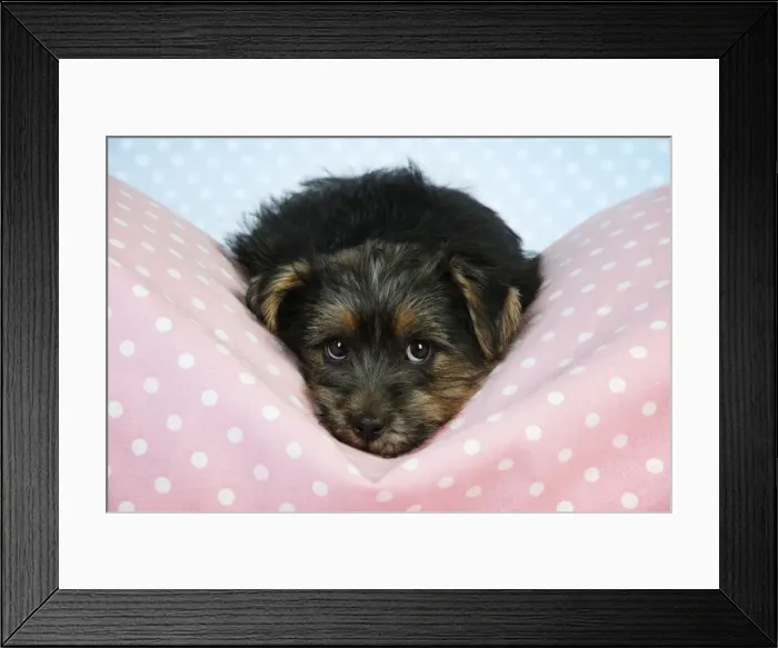 Framed Print : Norfolk Terrier Dog - puppy