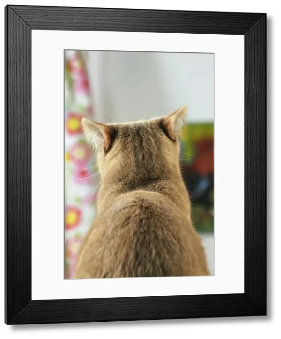 Framed Print : CAT. Back view of cat with ears rotated to pick up sound from behind Framed Print : CAT. Back view of cat with ears rotated to pick up sound from behind
