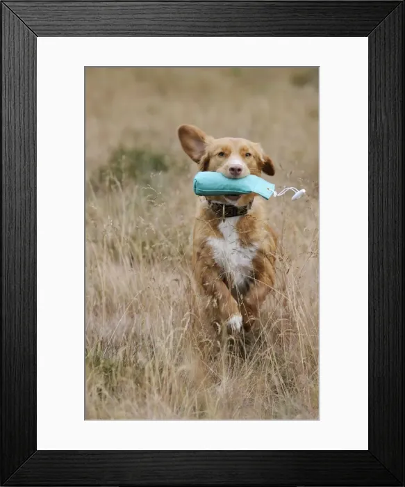 Framed Print : Dog. Nova Scotia Duck Tolling Retriever retrieving dummy