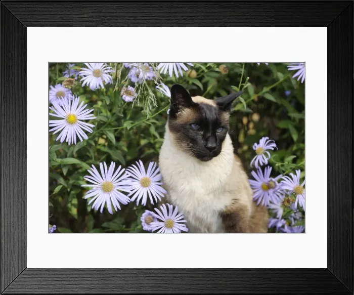 Framed Print : CAT. Siamese x Balinese Seal Point Framed Print : CAT. Siamese x Balinese Seal Point