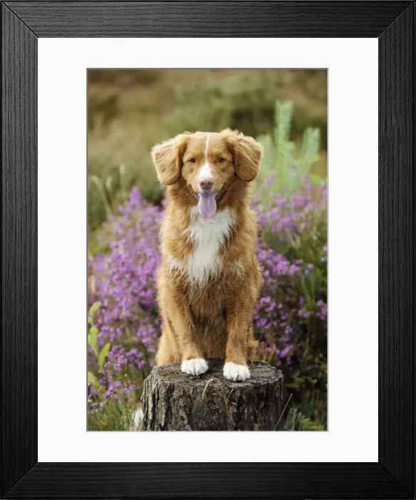 Framed Print : Dog. Nova Scotia Duck Tolling Retriever standing on tree stump Framed Print : Dog. Nova Scotia Duck Tolling Retriever standing on tree stump