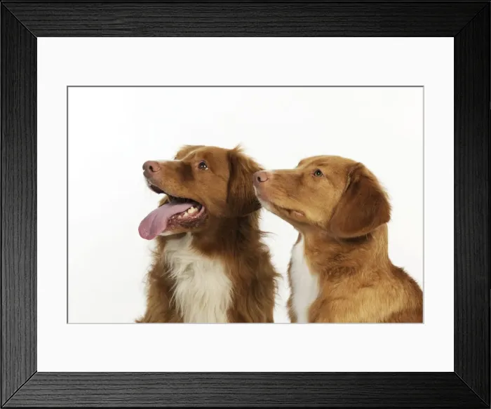 Framed Print : Dog. Nova Scotia Duck Tolling Retrievers Framed Print : Dog. Nova Scotia Duck Tolling Retrievers