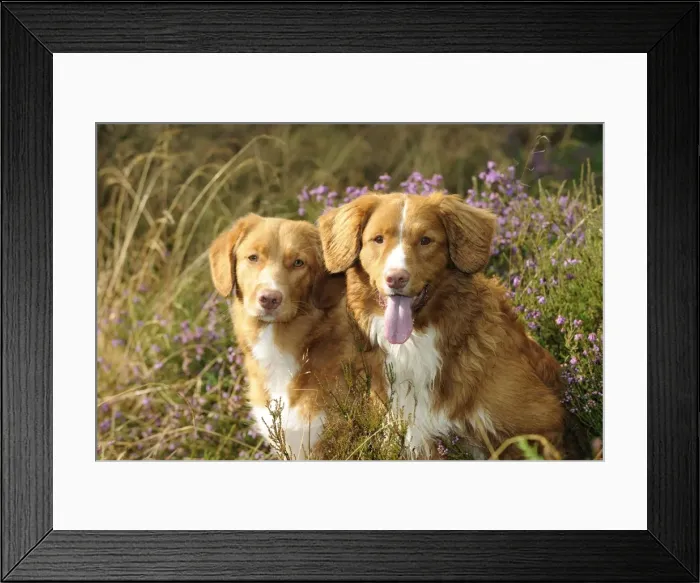 Framed Print : Dog. Nova Scotia Duck Tolling Retrievers on heath land Framed Print : Dog. Nova Scotia Duck Tolling Retrievers on heath land