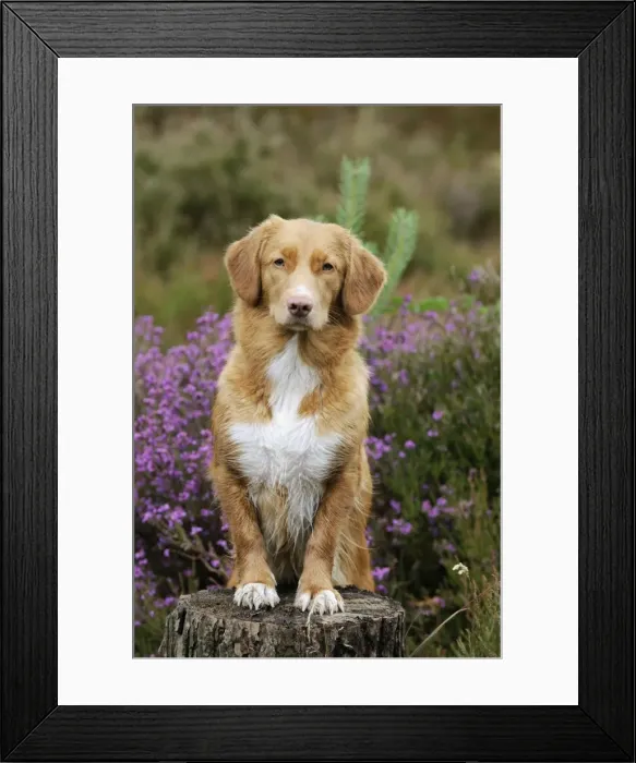 Framed Print : Dog. Nova Scotia Duck Tolling Retriever standing on tree stump Framed Print : Dog. Nova Scotia Duck Tolling Retriever standing on tree stump