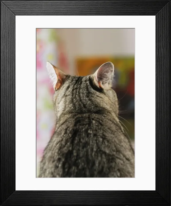 Framed Print : CAT. Back view of cat with ears rotated to pick up sound from behind Framed Print : CAT. Back view of cat with ears rotated to pick up sound from behind