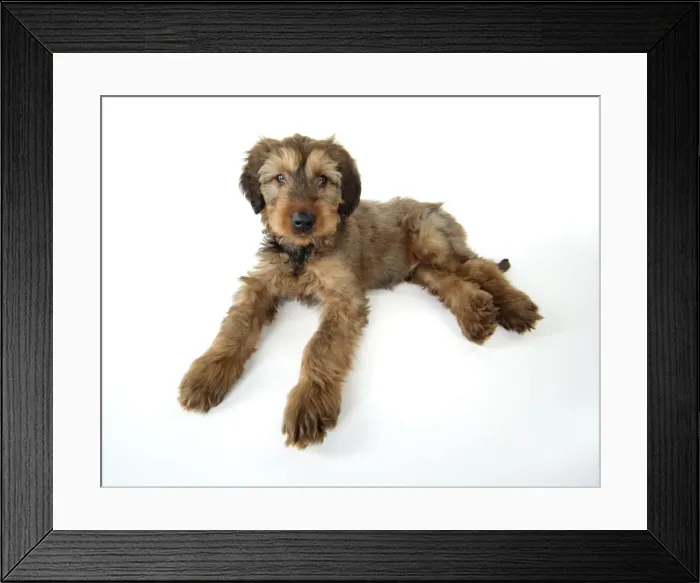 Framed Print : Briard Dog - puppy Framed Print : Briard Dog - puppy