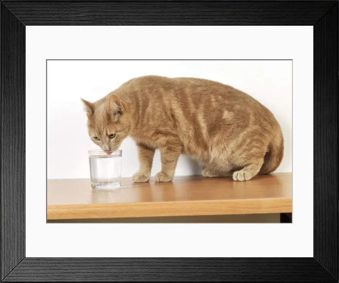 Framed Print : CAT. Cat drinking from a glass