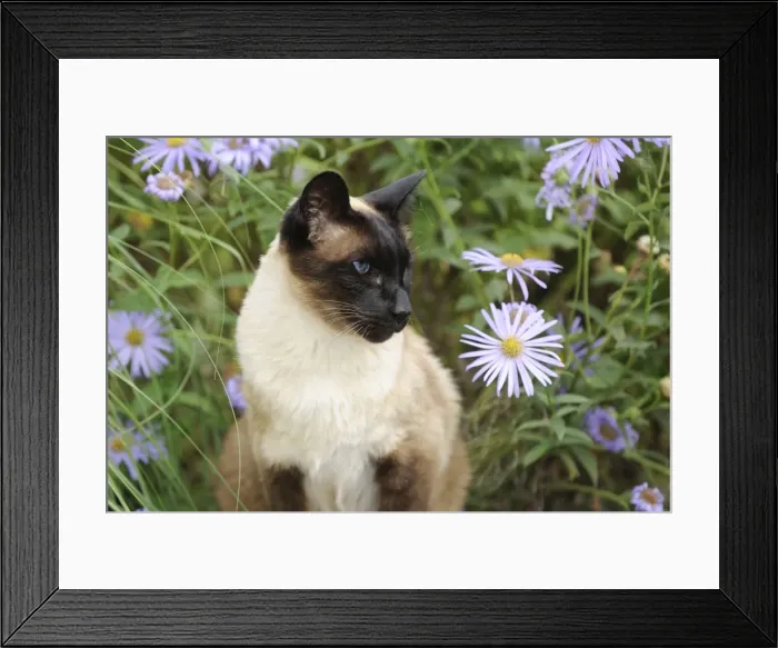 Framed Print : CAT. Siamese x Balinese Seal Point Framed Print : CAT. Siamese x Balinese Seal Point