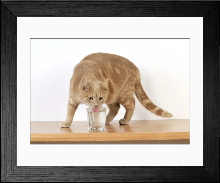 Framed Print : CAT. Cat drinking from a glass Framed Print : CAT. Cat drinking from a glass