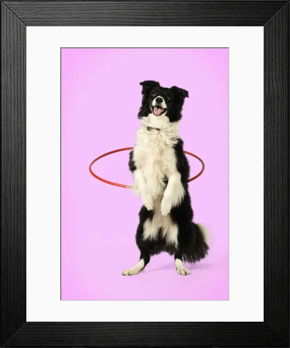 Framed Print : DOG. Border collie doing hoola hoop Digital Manipulation: background colour white to pink Framed Print : DOG. Border collie doing hoola hoop Digital Manipulation: background colour white to pink