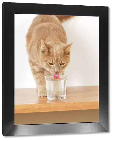 CAT. Cat drinking from a glass