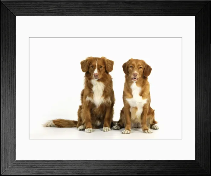 Framed Print : Dog. Nova Scotia Duck Tolling Retriever Framed Print : Dog. Nova Scotia Duck Tolling Retriever