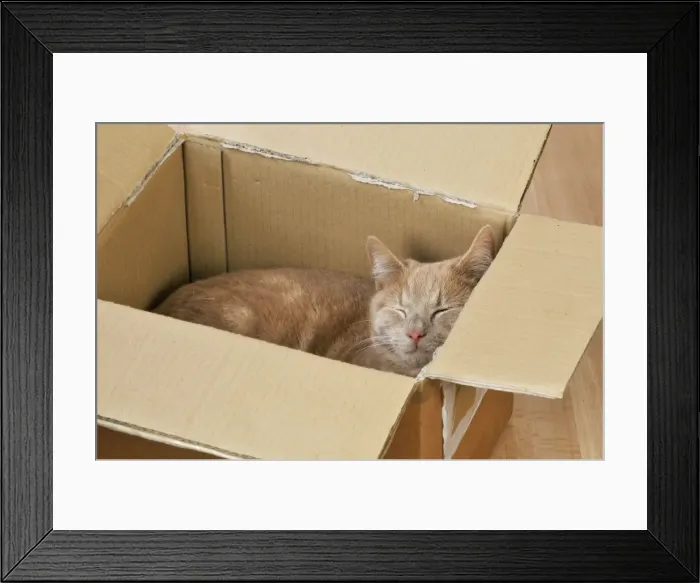Framed Print : CAT. Cat sleeping in a cardboard box Framed Print : CAT. Cat sleeping in a cardboard box