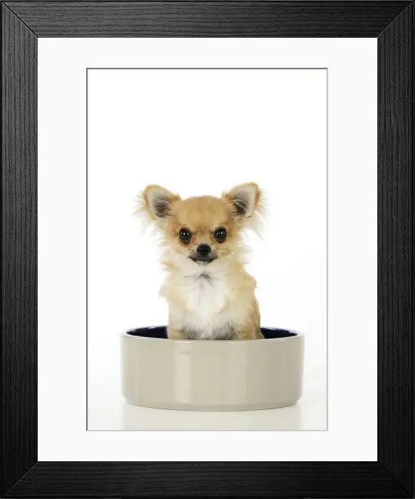 Framed Print : Chihuahua Dog - sitting in large dog bowl Framed Print : Chihuahua Dog - sitting in large dog bowl
