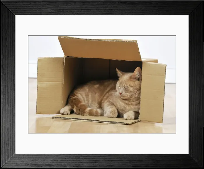 Framed Print : CAT. Cat sleeping in a cardboard box Framed Print : CAT. Cat sleeping in a cardboard box
