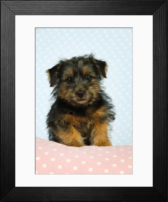 Framed Print : Norfolk Terrier Dog - puppy Framed Print : Norfolk Terrier Dog - puppy