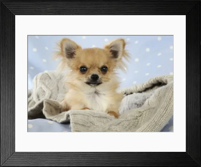 Framed Print : Chihuahua Dog Framed Print : Chihuahua Dog