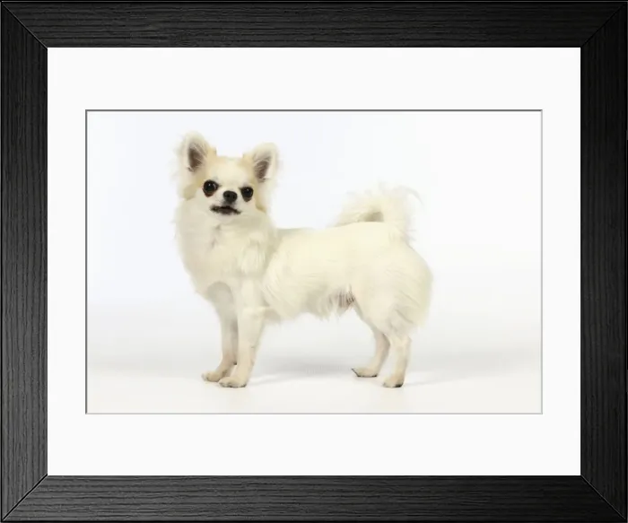 Framed Print : Chihuahua Dog Framed Print : Chihuahua Dog