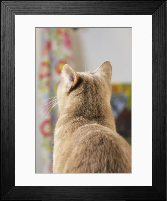 Framed Print : CAT. Back view of cat with ears rotated to pick up sound from behind Framed Print : CAT. Back view of cat with ears rotated to pick up sound from behind