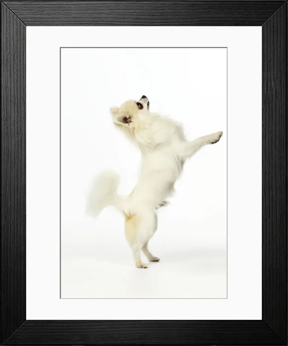 Framed Print : Chihuahua Dog - standing up on back legs Framed Print : Chihuahua Dog - standing up on back legs