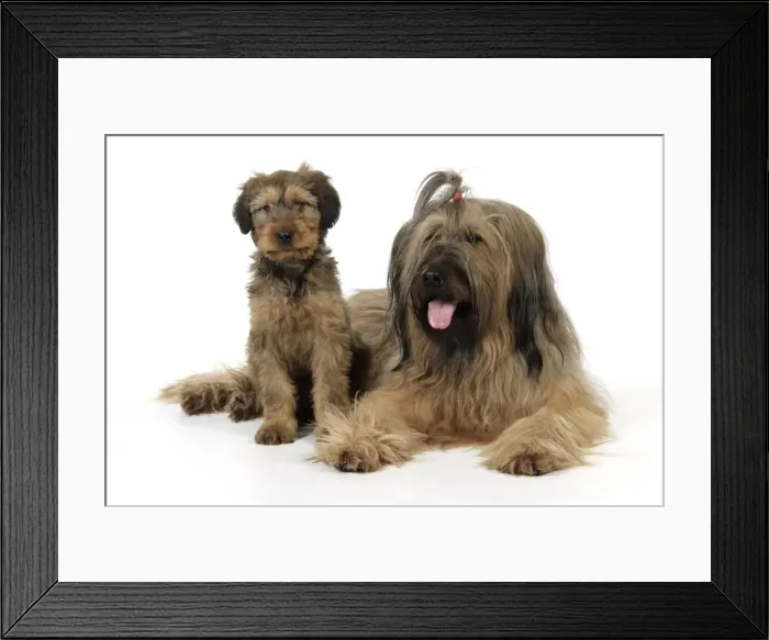 Framed Print : Briard Dog - puppy with parent Framed Print : Briard Dog - puppy with parent