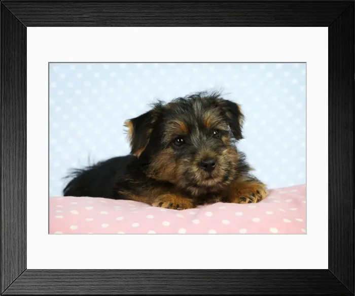 Framed Print : Norfolk Terrier Dog - puppy Framed Print : Norfolk Terrier Dog - puppy