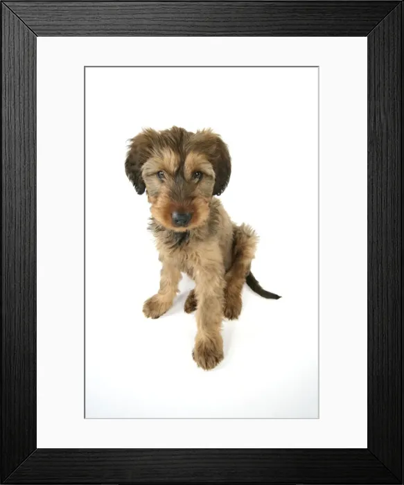 Framed Print : Briard Dog - puppy Framed Print : Briard Dog - puppy