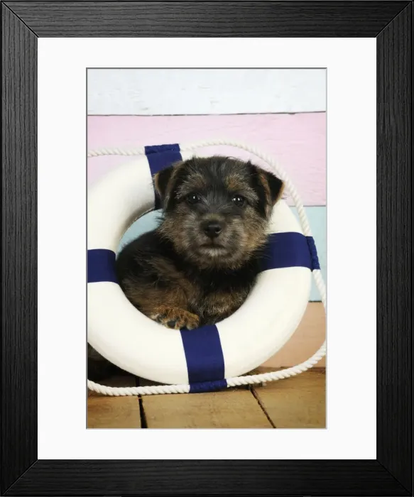 Framed Print : Norfolk Terrier Dog - puppy in rubber ring Framed Print : Norfolk Terrier Dog - puppy in rubber ring