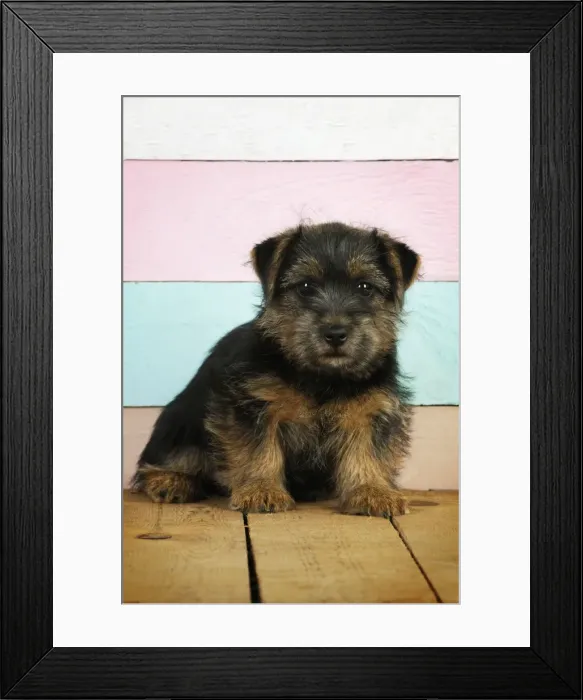 Framed Print : Norfolk Terrier Dog - puppy Framed Print : Norfolk Terrier Dog - puppy