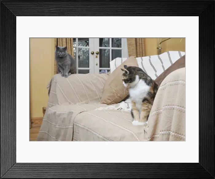 Framed Print : Cat - Grey and ginger and white cats sitting on sofa in living room Framed Print : Cat - Grey and ginger and white cats sitting on sofa in living room